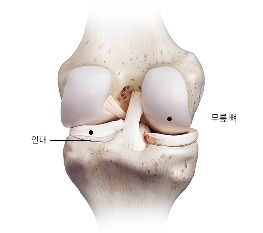 인대, 무릎 뼈